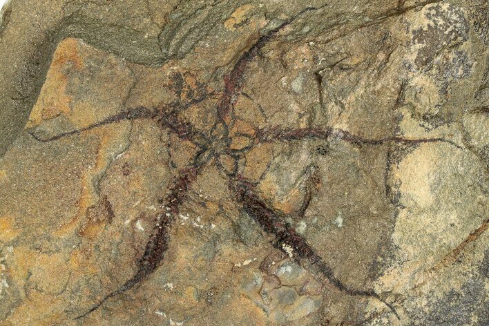 Detailed Ordovician Brittle Star (Ophiura) - Morocco #306218